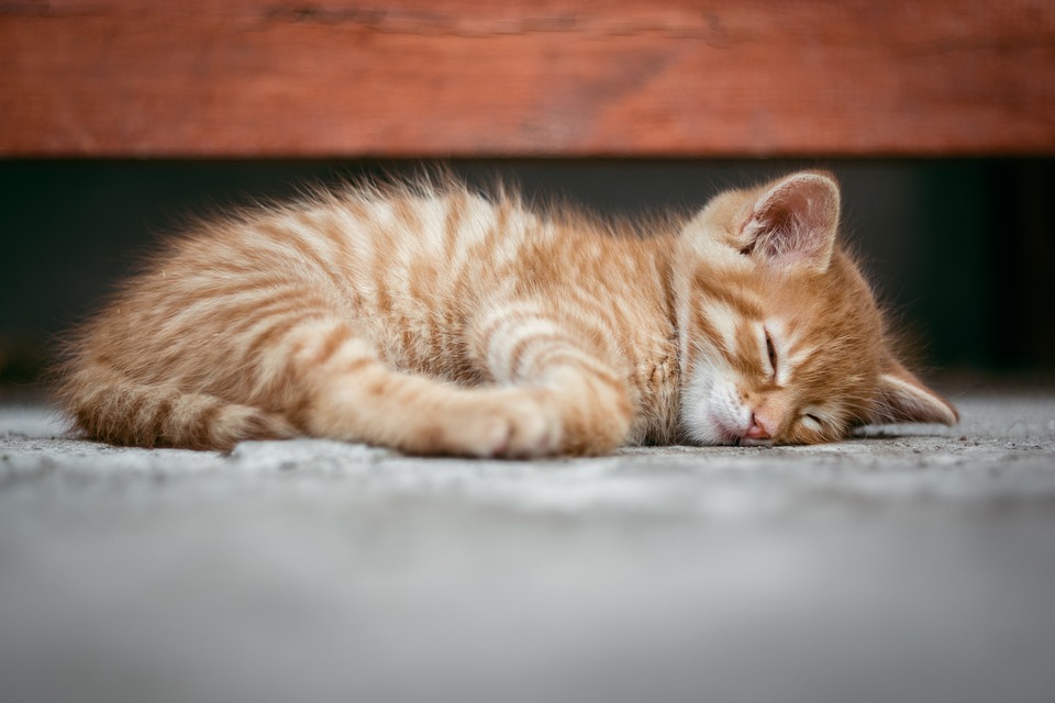 gato