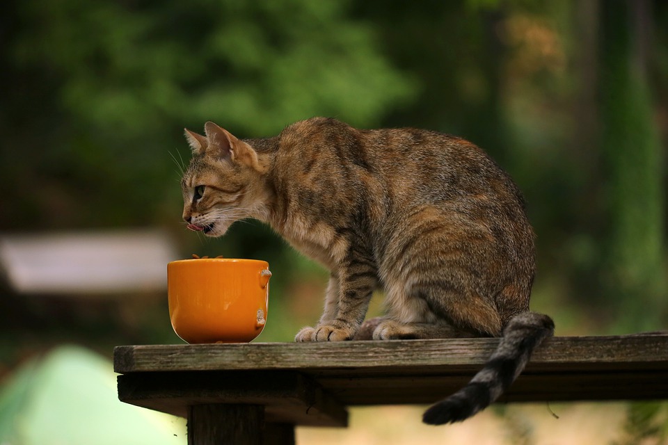 gato