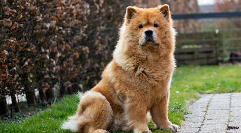 Cão Chow Chow