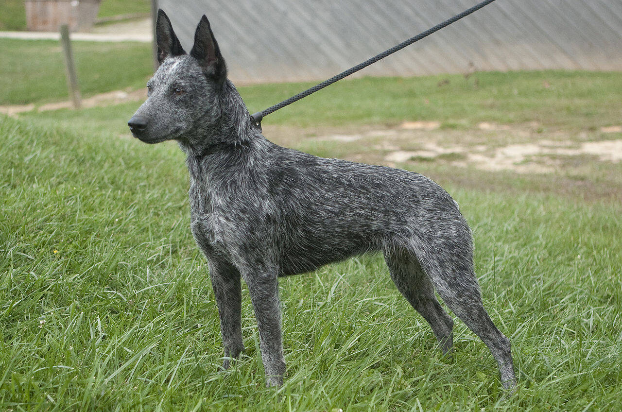 Cachorro
