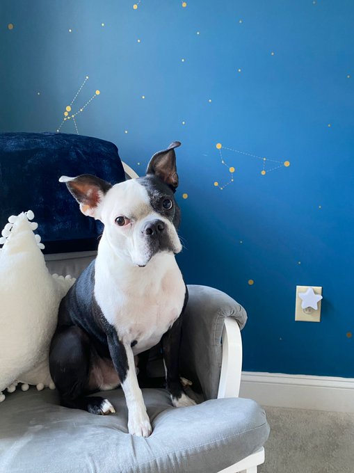 Cão ajuda salvar vida de bebê