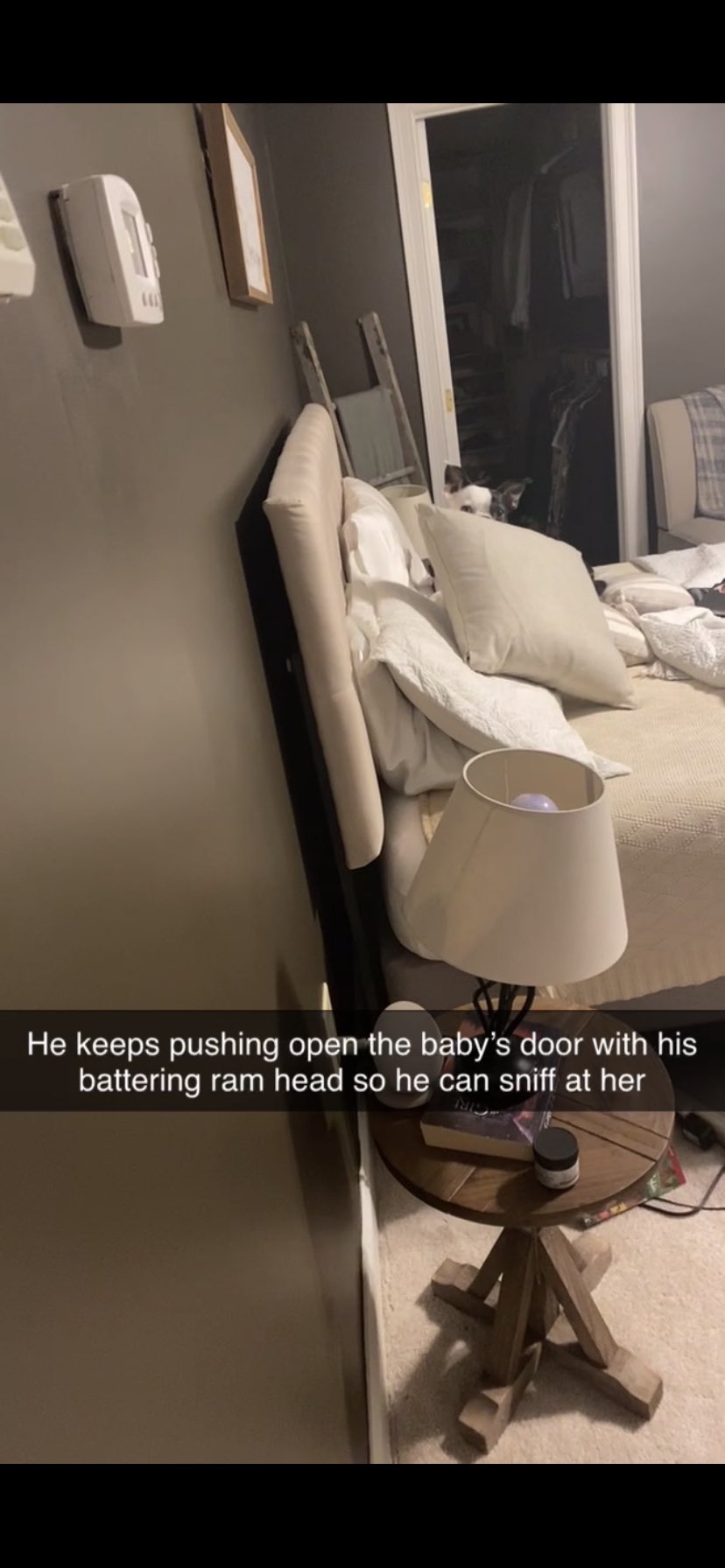 Cachorro consegue salvar vida de bebê