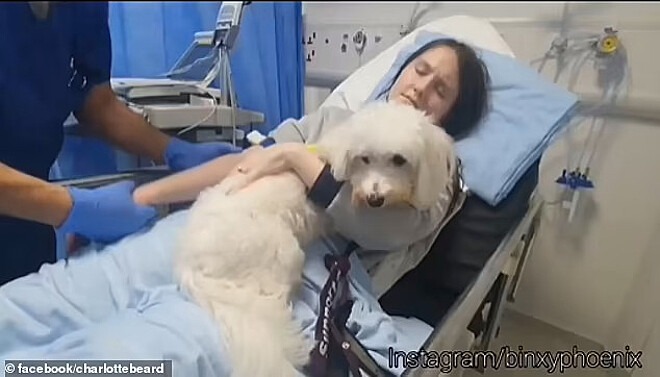 mulher adquire direito de dar à luz acompanhada de cão terapeuta