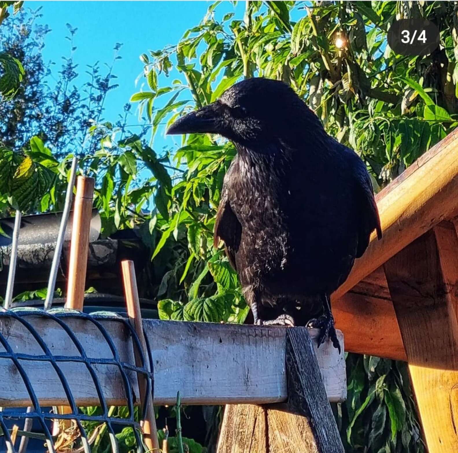 Corvo ajuda mulher em momento difícil