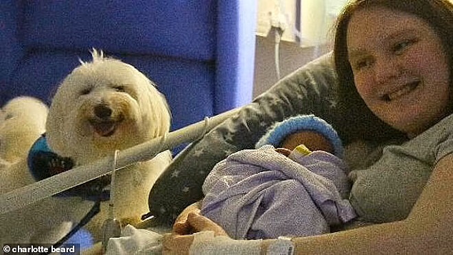 mulher adquire direito de dar à luz acompanhada de cão terapeuta no hospital