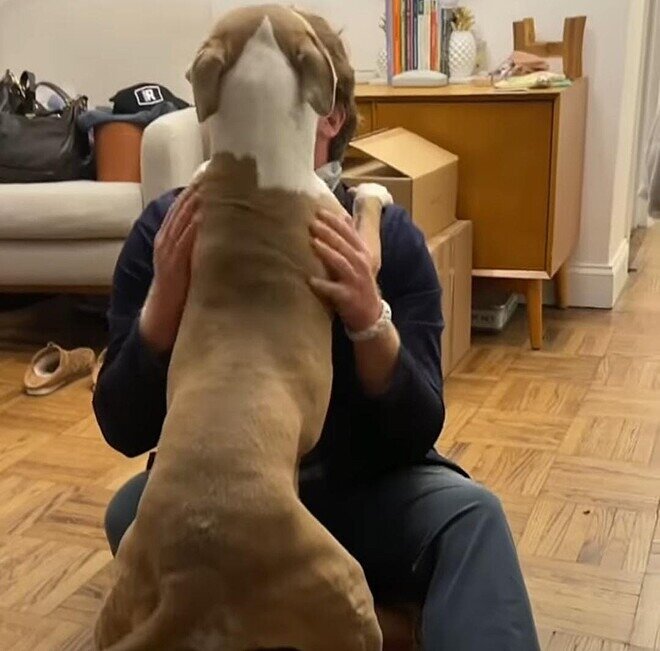 Pitbull viciada em abraços viraliza na internet