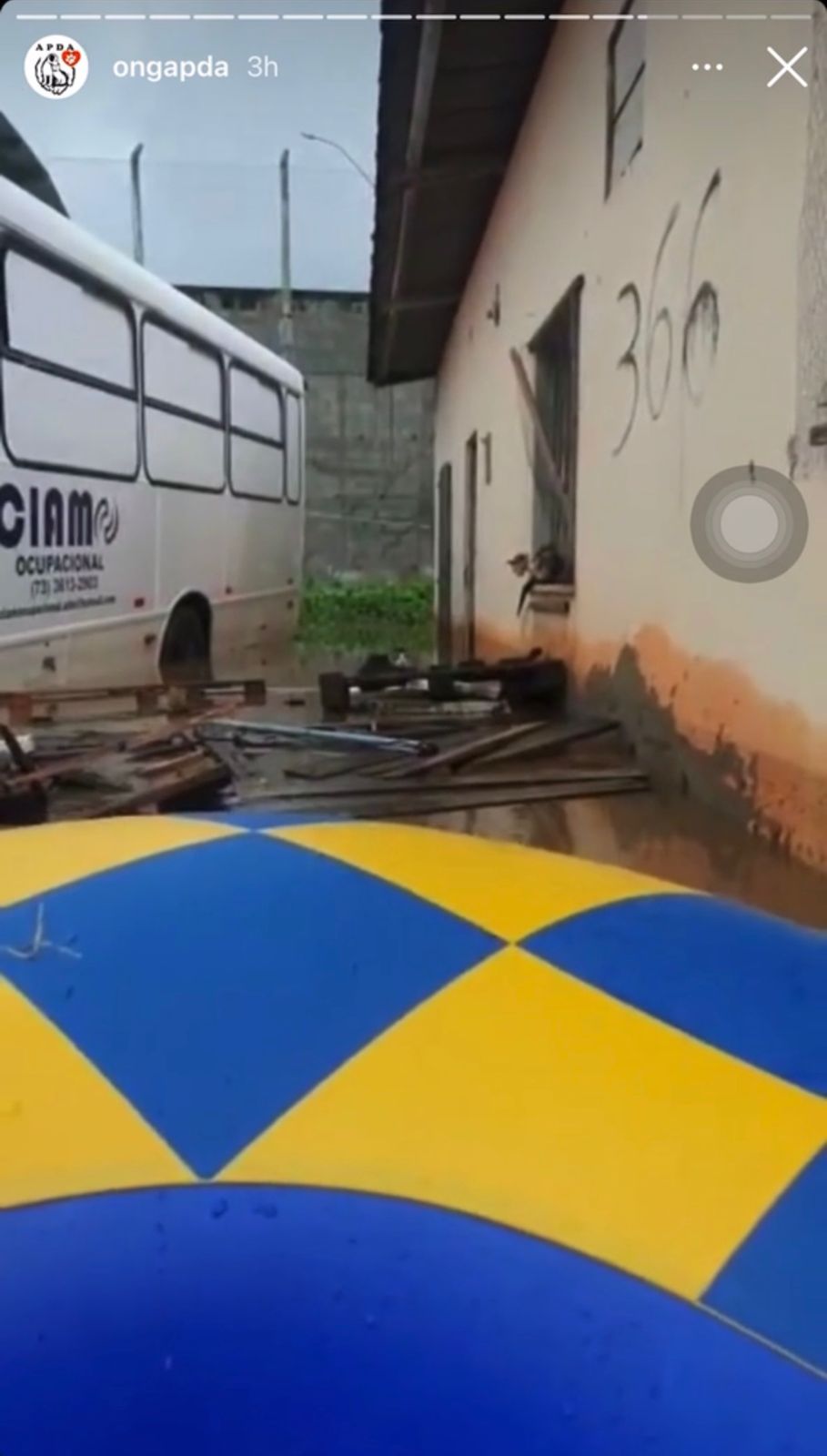 Chuvas destroem abrigos e gatos morrem 