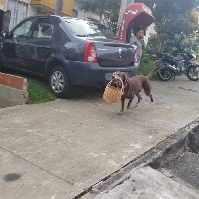 Cachorro faz entregas em domicílio