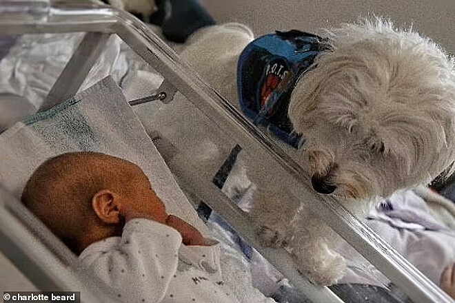 Cão terapeuta e o bebê