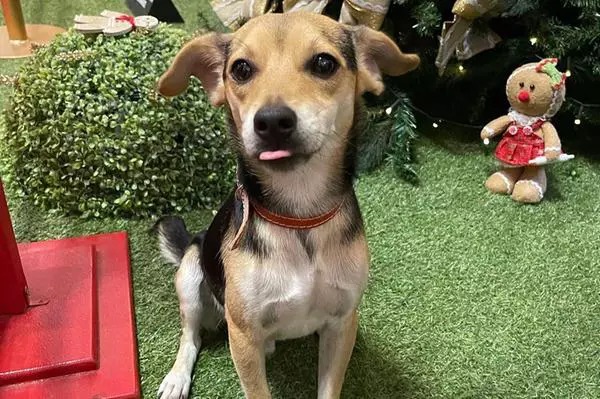 Cão foge de cas e passeia em shopping pet friendly