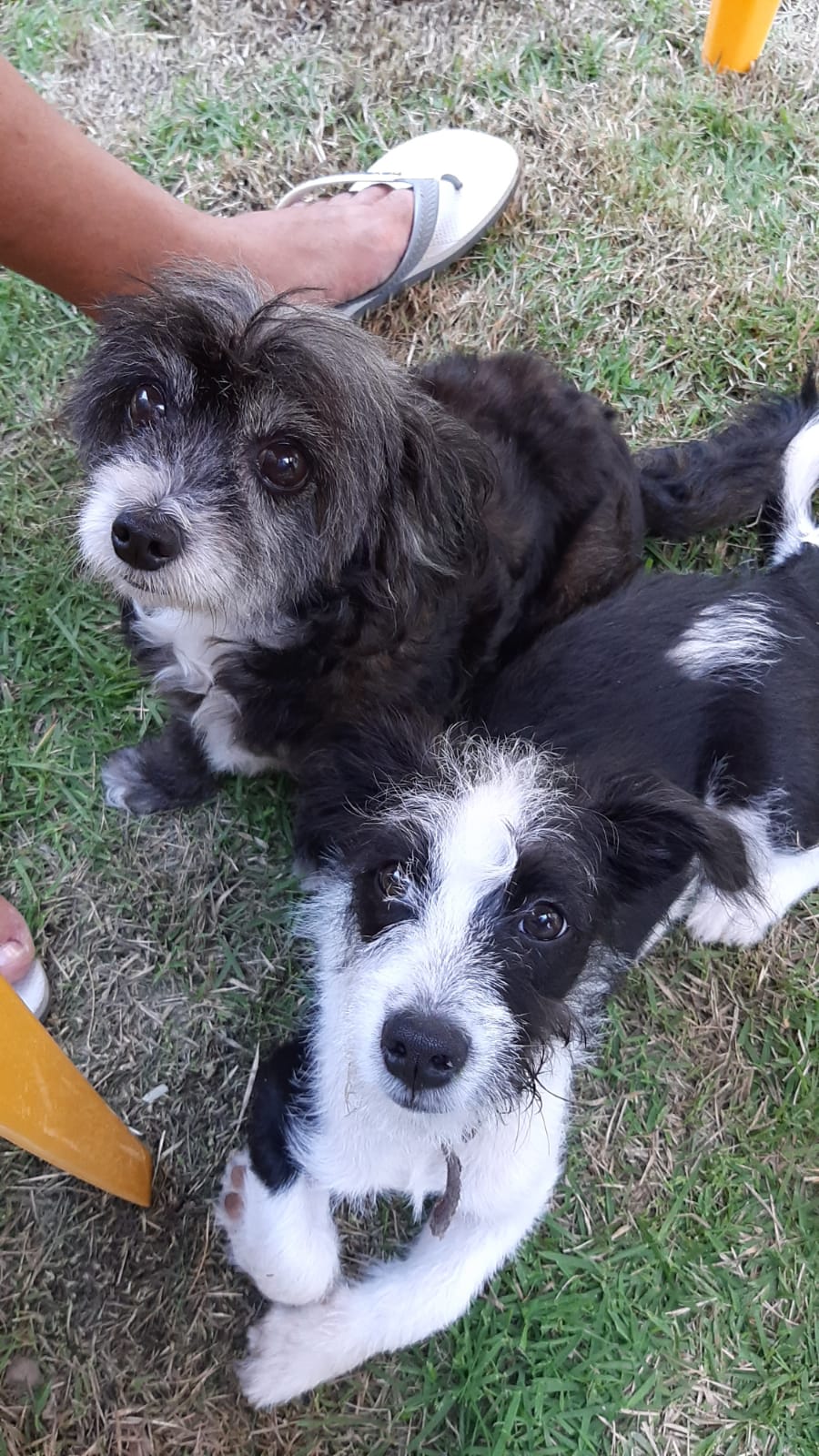 Mitos e Verdade sobre a relação entre cachorros e crianças