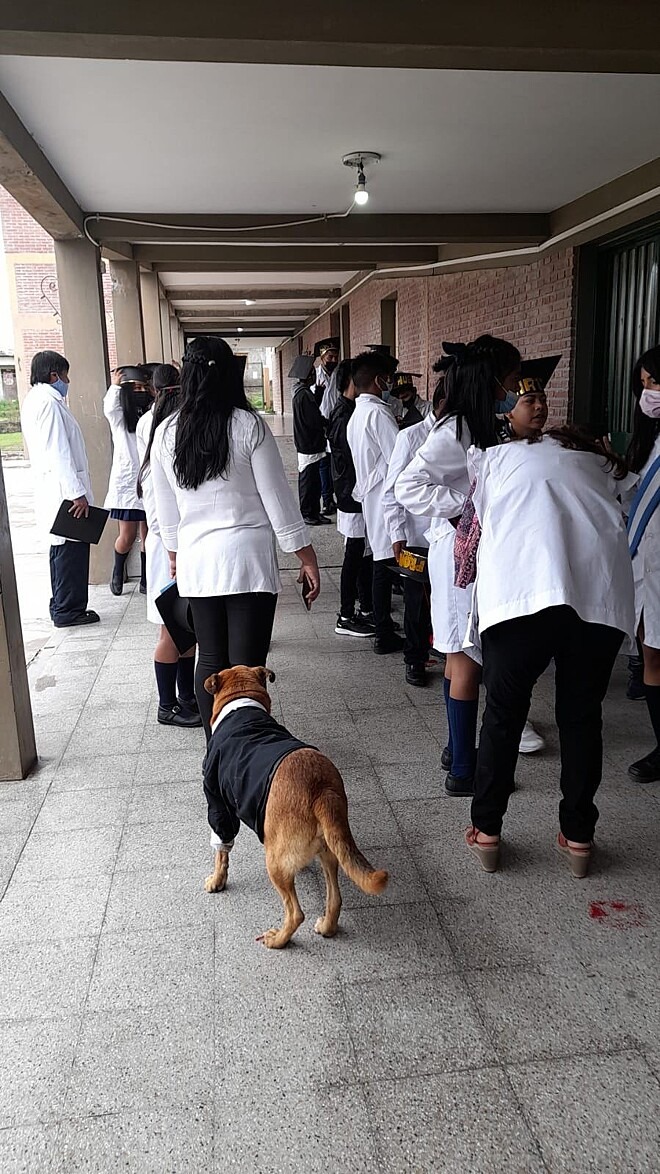 Cão caramelo é convidado para formatura de escola 