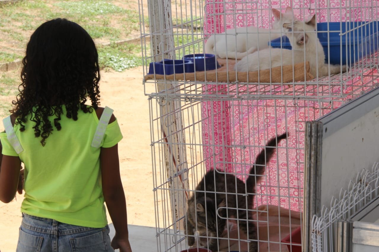 Adoção de animais
