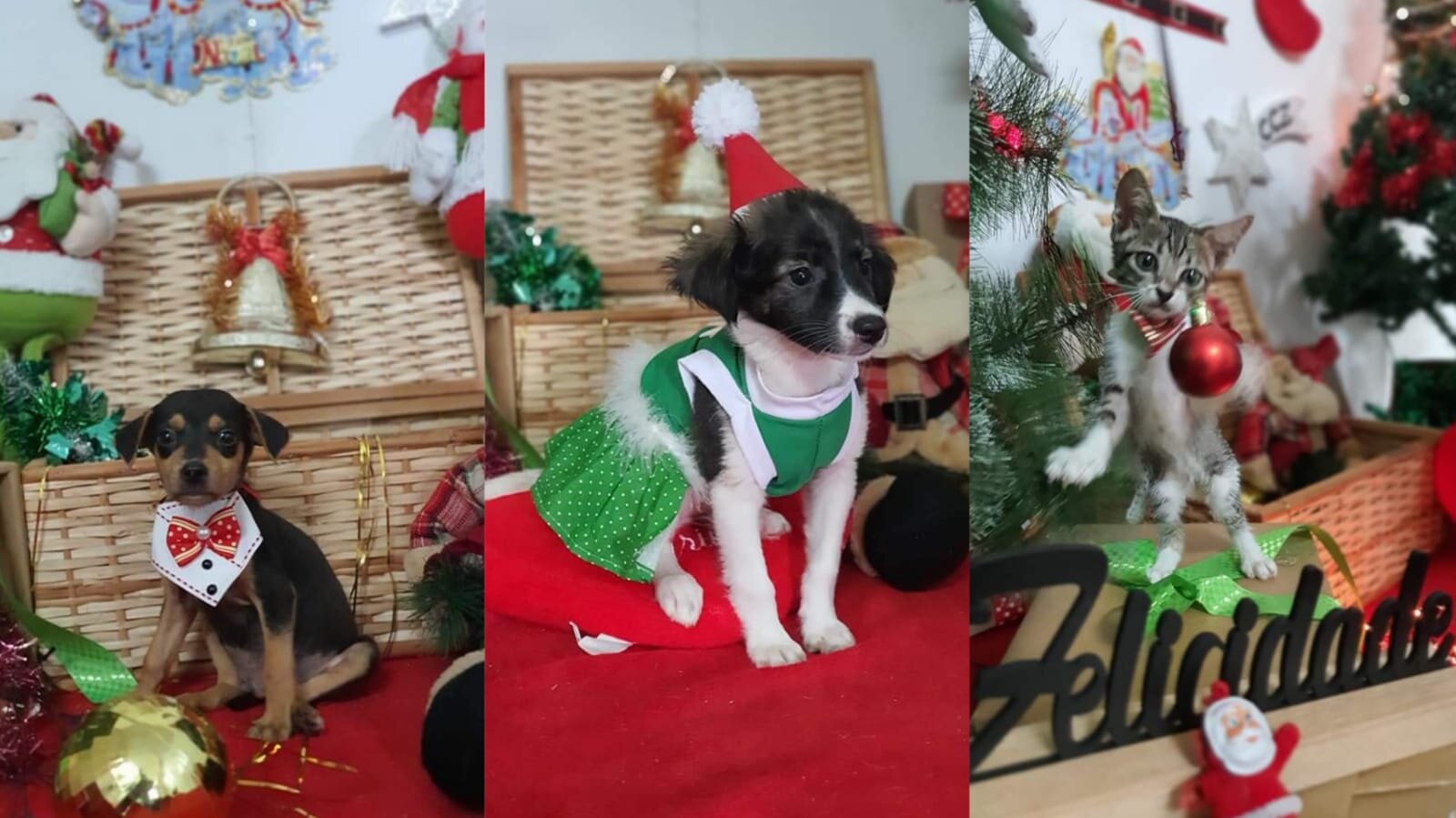 Animais entram em clima natalino e se enfeitam para conseguir novo lar