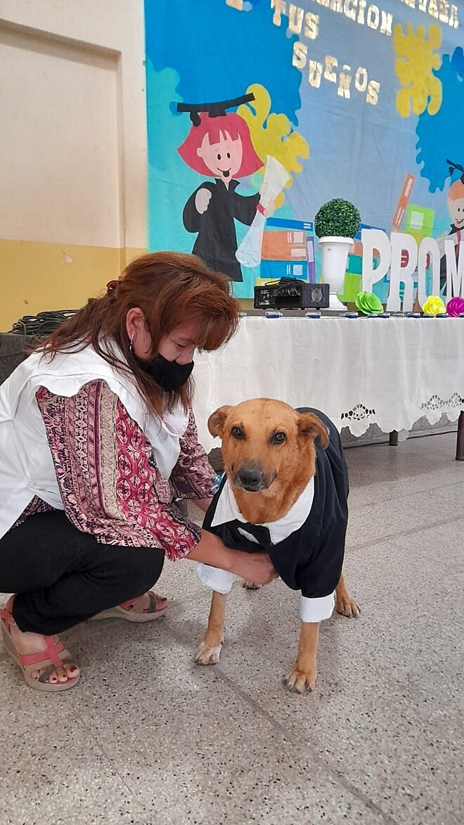 Cão caramelo foi acolhido por uma escola