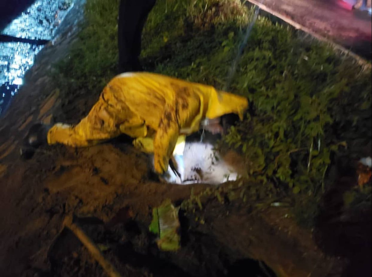 Bombeiros resgatam filhotes em valeta