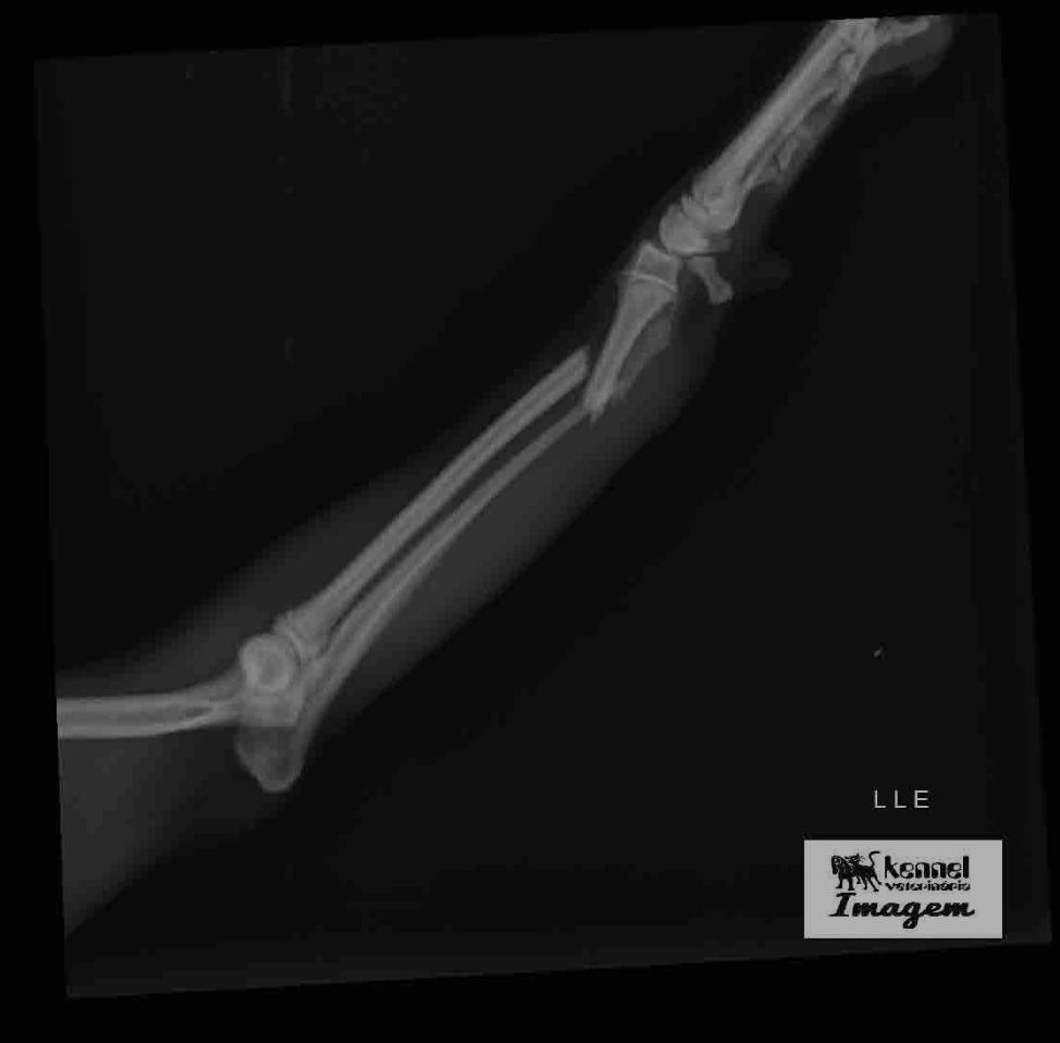 raio-x da pata de filhote de cachorro pós queda
