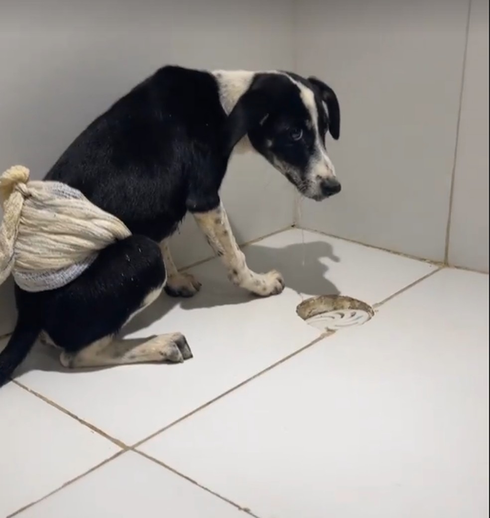 Cachorro é resgatado após ser arremessado em cerca farpada
