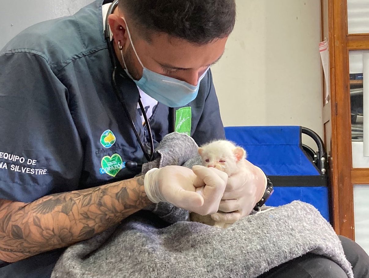 Animal silvestre é confundido com gato comum