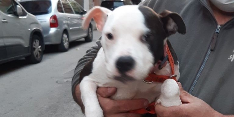 Na Espanha, cachorro é resgatado 