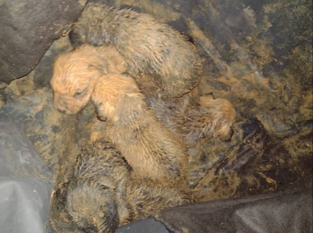 Filhotes de cães em valeta