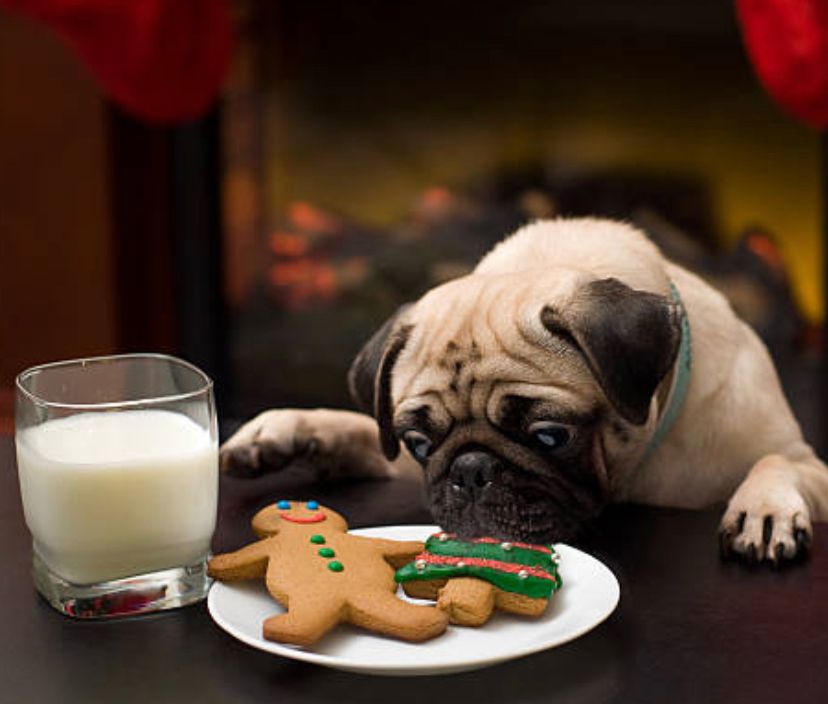Cachorro pug comendo biscoito de Natal gingerbread