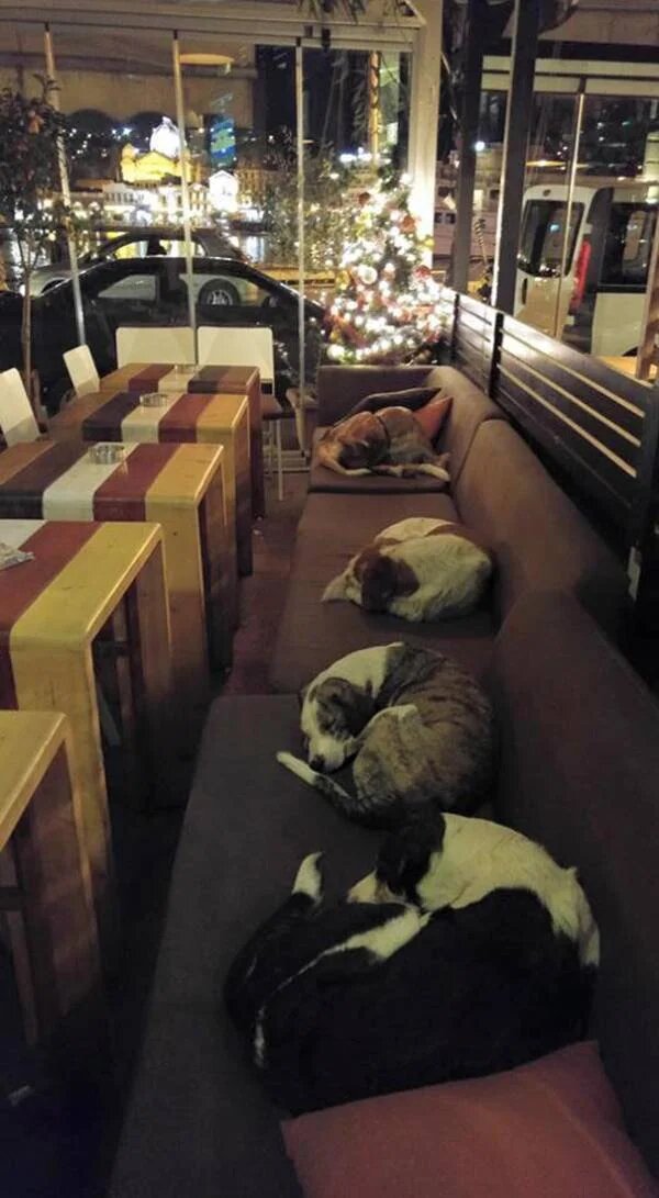 Cachorros de rua em cafeteria grega