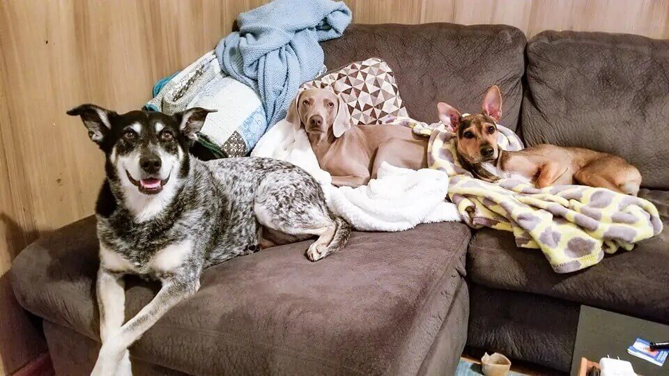 Cão com seus novos irmãos