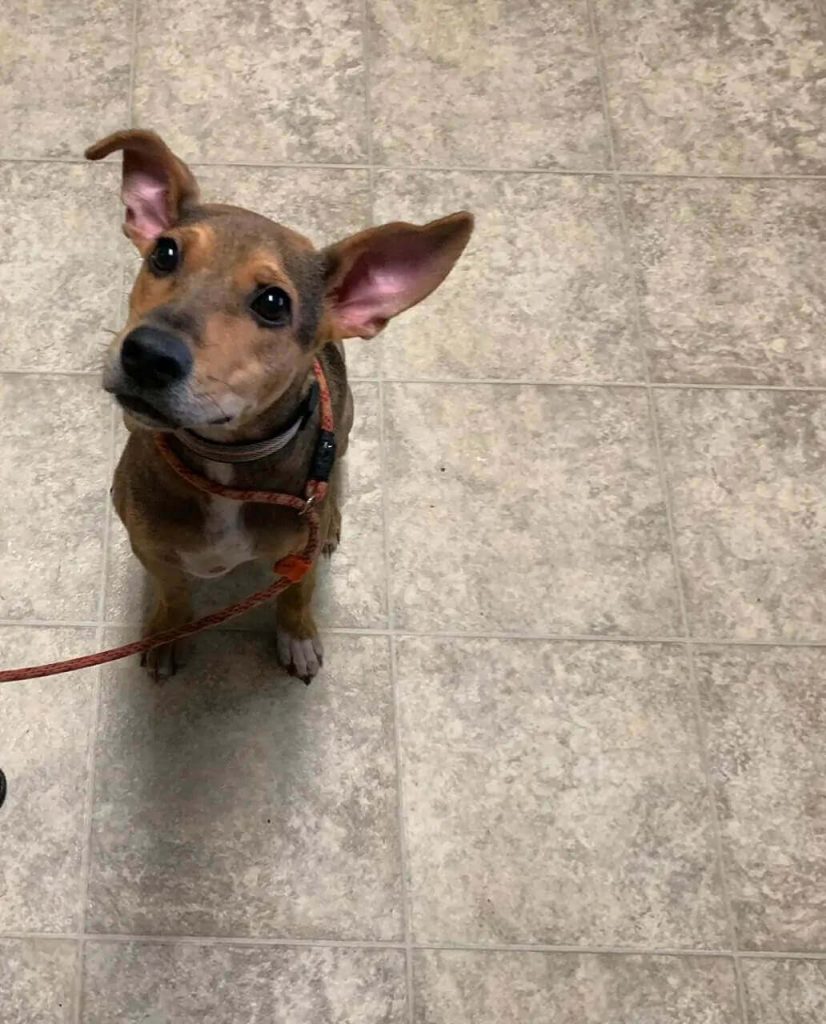 Cão abandonado em ilha