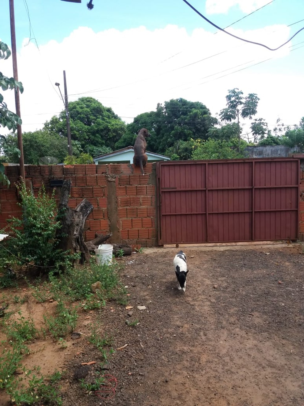 Cachorro pula muo de 2 metros