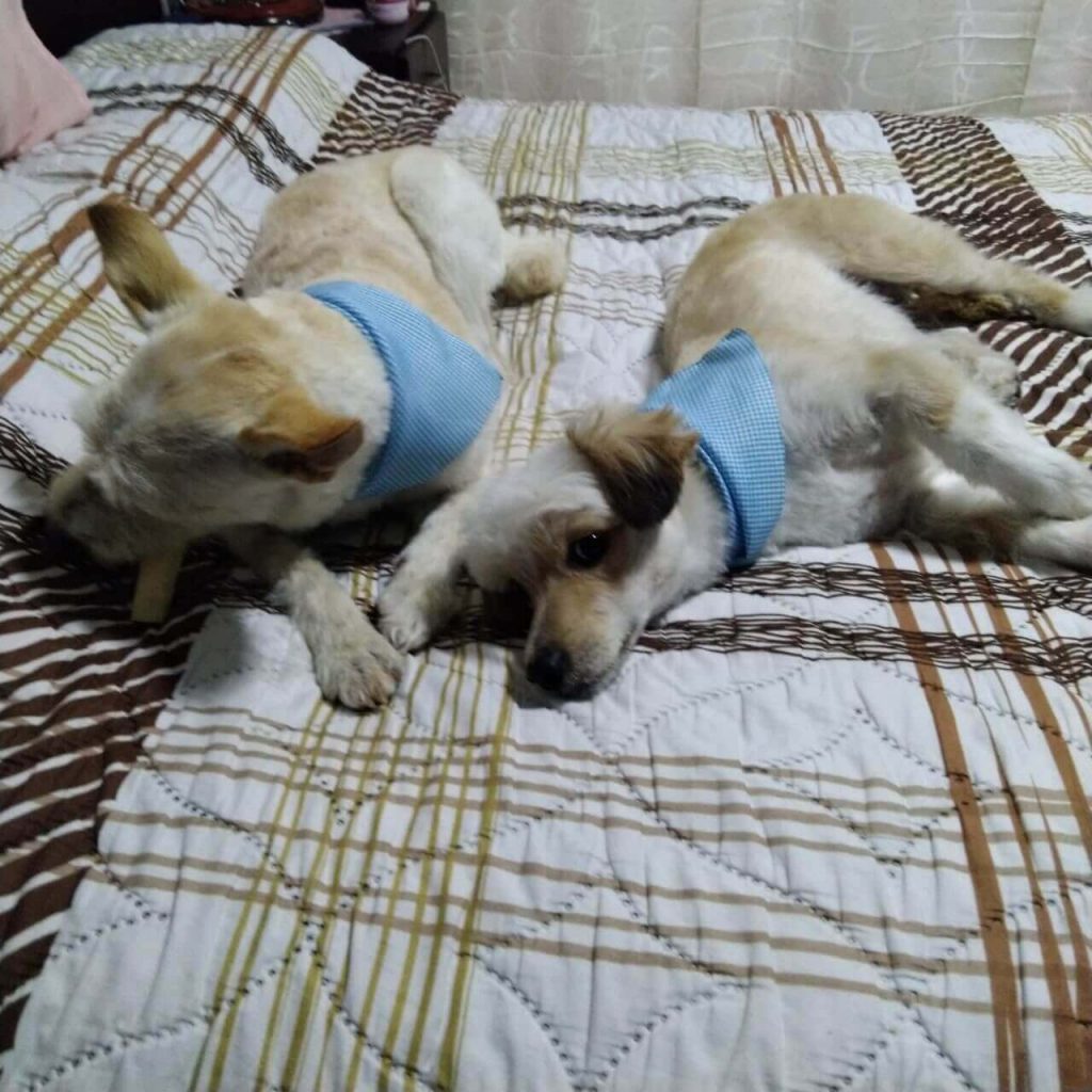 Cachorro é abandonado com mochilinha, brinquedo favorito e cartão de vacinação