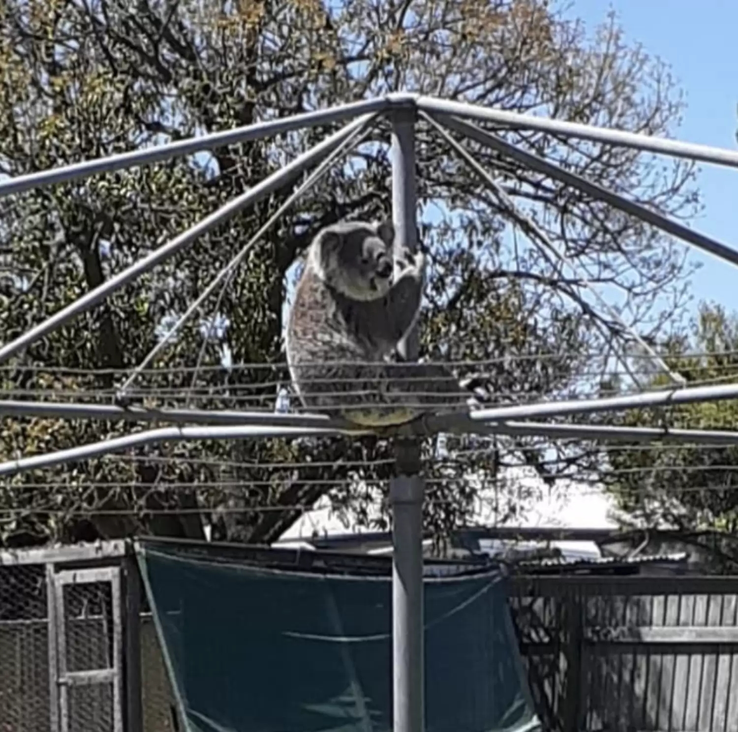 Homem se depara com animal selvagem pendurado em seu varal e se assusta; veja imagens 