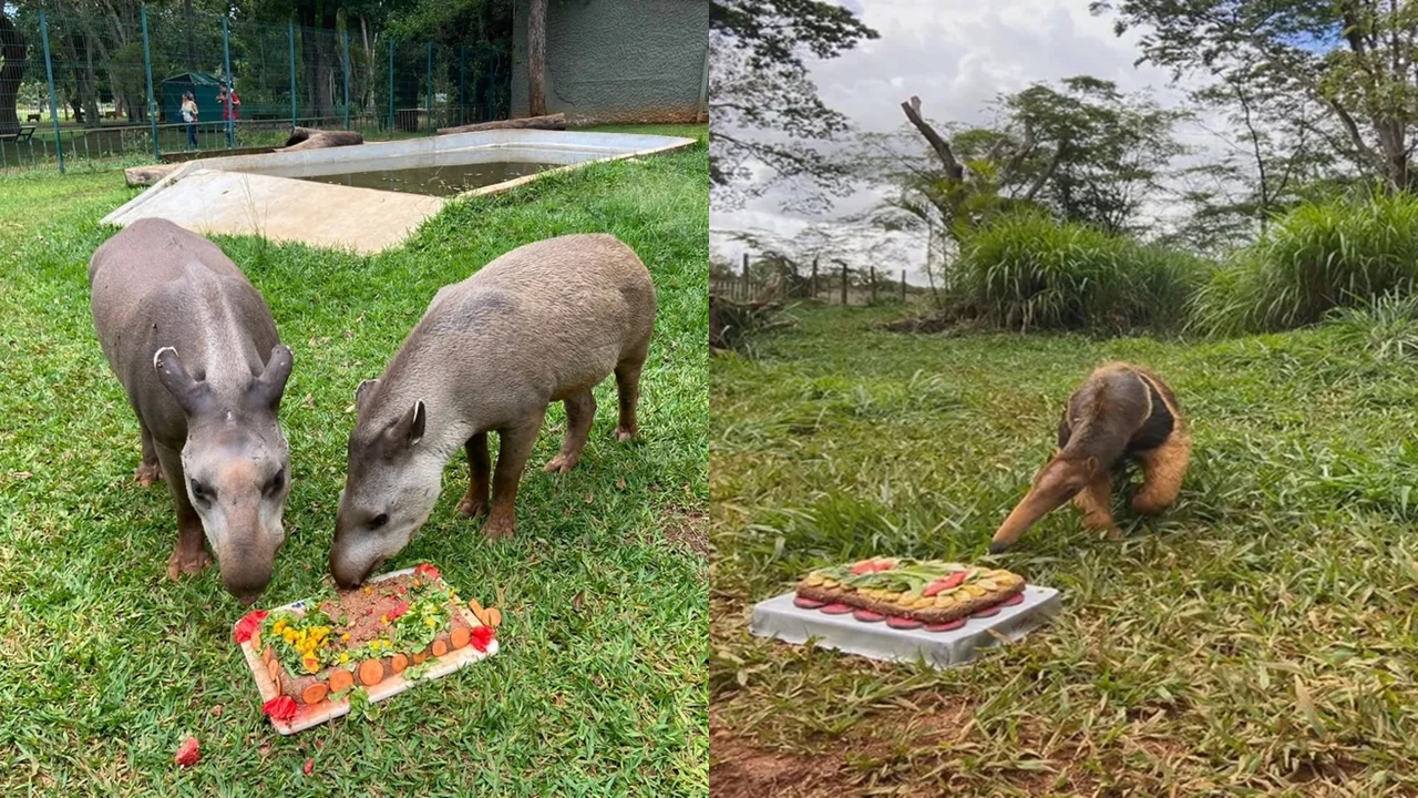 Animais ganham bolo para comemorar aniversário de Zoológico
