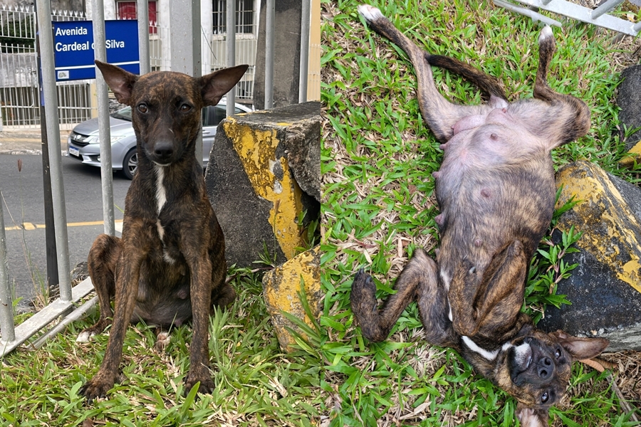 Cadela grávida é abandonada em estacionamento de emissora e funcionários pedem ajuda; veja imagens 