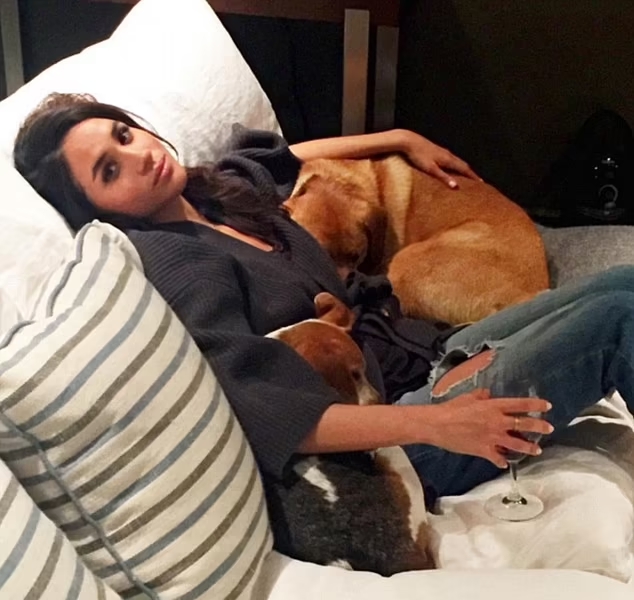 Cão que Meghan Markle deixou para trás 