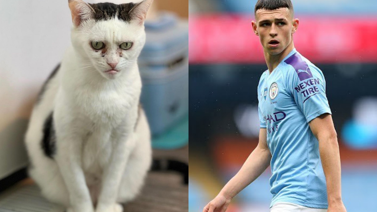 Igual que nem? Diretor de cinema compara pet a jogador de seleção; saiba quem