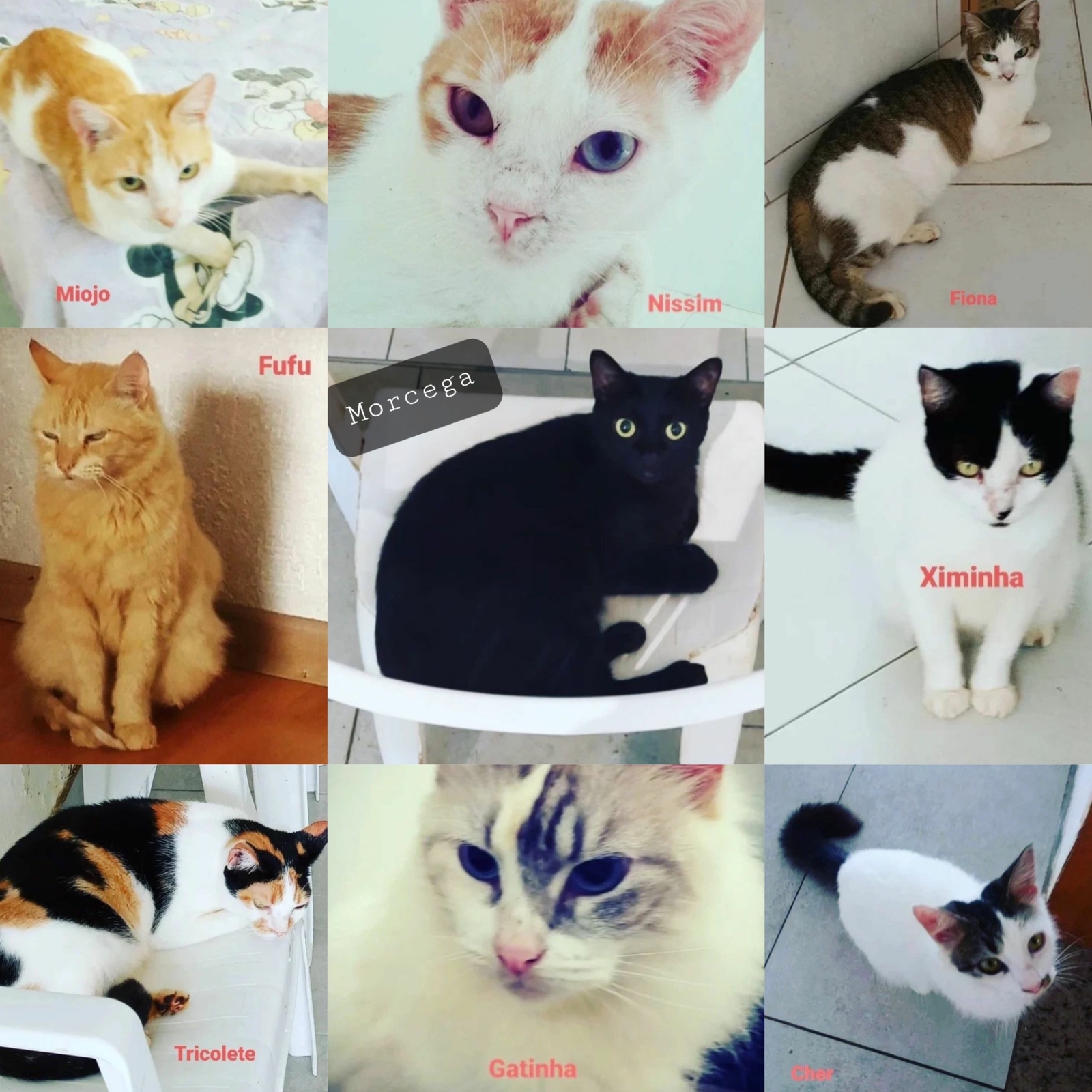 Família diz que polícia minimiza furto de 19 gatos e relata desespero em Salvador