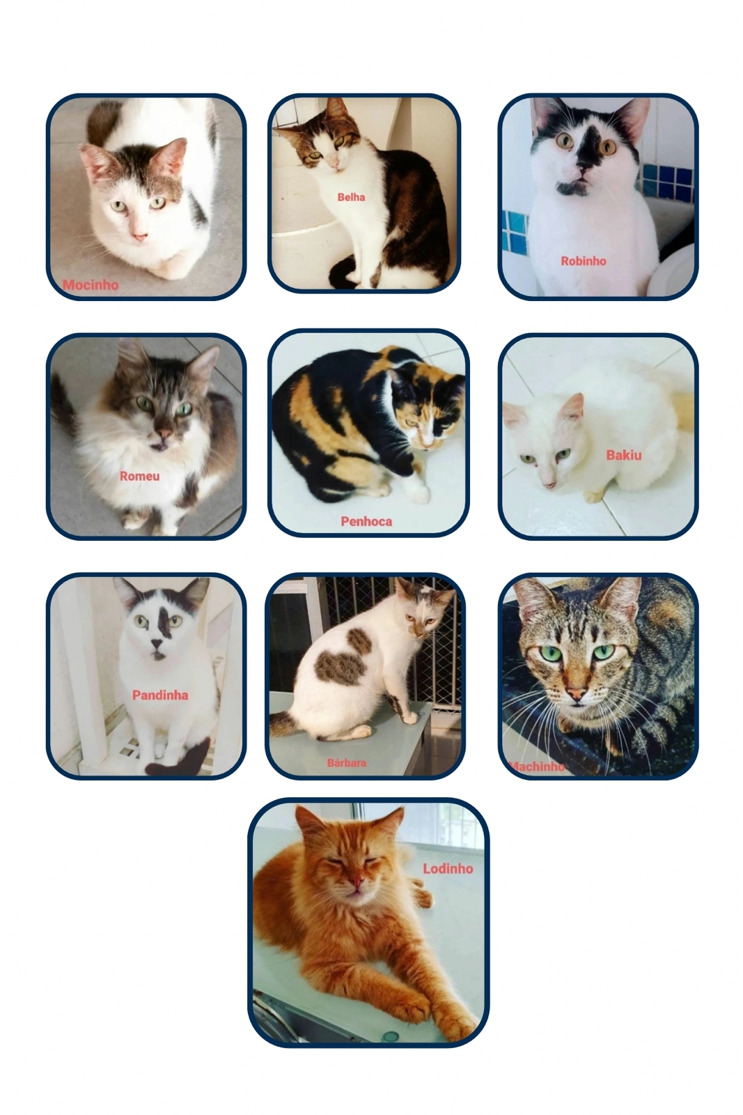 Família diz que polícia minimiza furto de 19 gatos e relata desespero