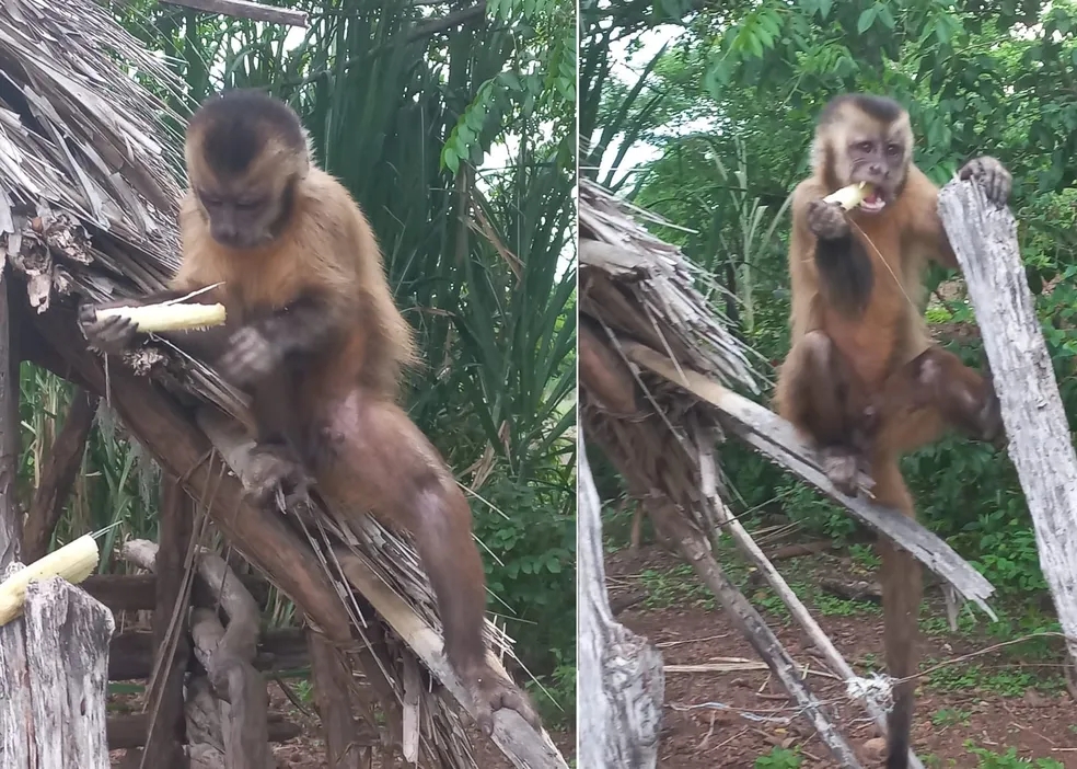Macaco famoso por "amolar facas" pode ter reaparecido destelhando casas e "roubando" merendas 