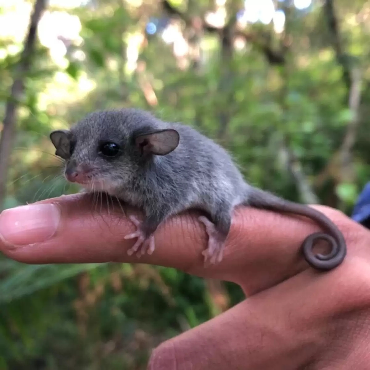 Pesquisadores encontram animal minúsculo 
