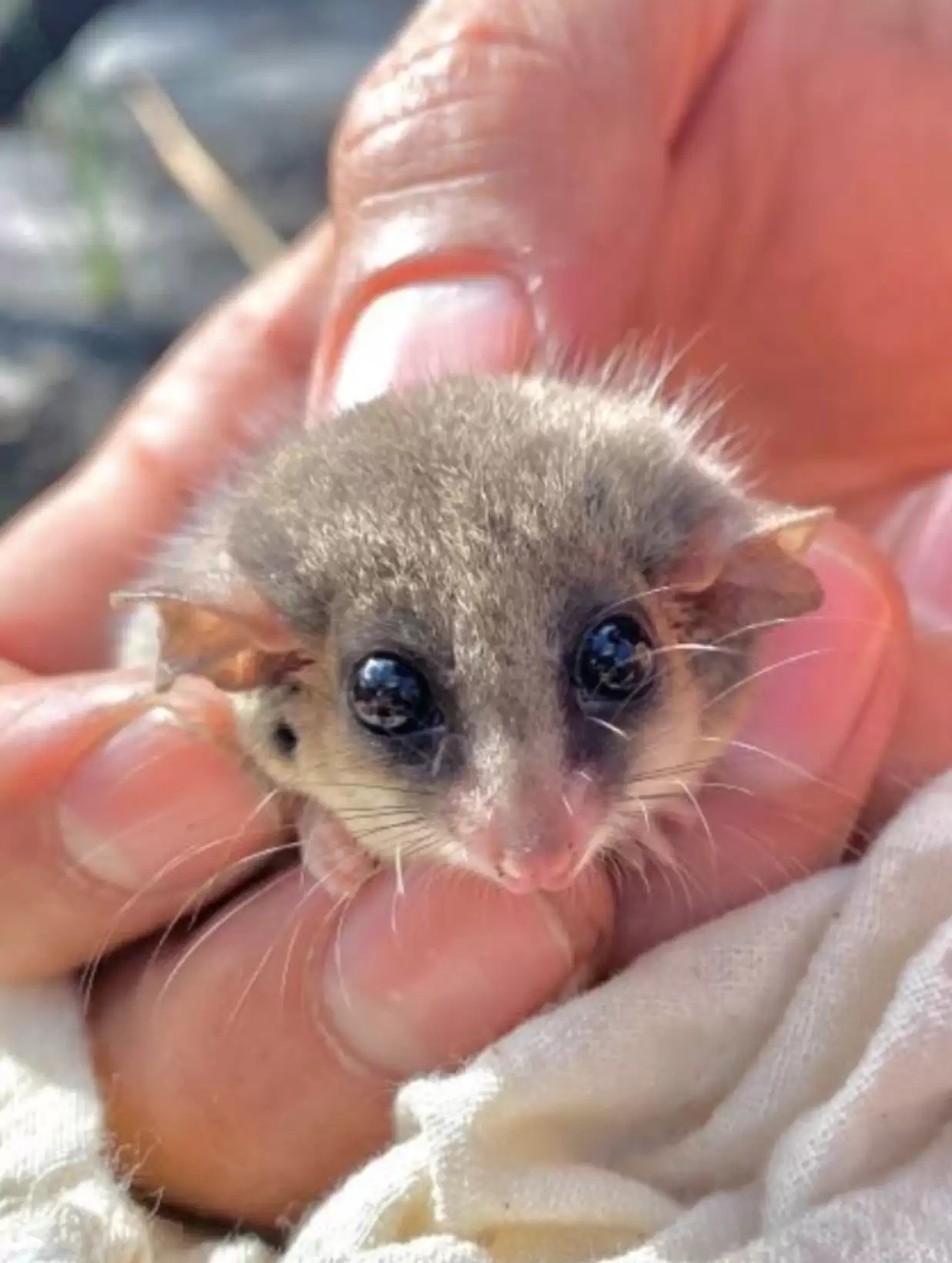 Pesquisadores encontram animal minúsculo e ficam surpresos