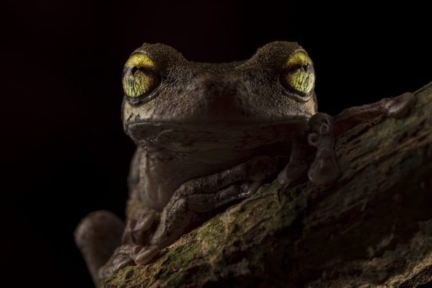 Com olhos diferentes, sapo da floresta amazônica vence concurso de fotografia; confira foto