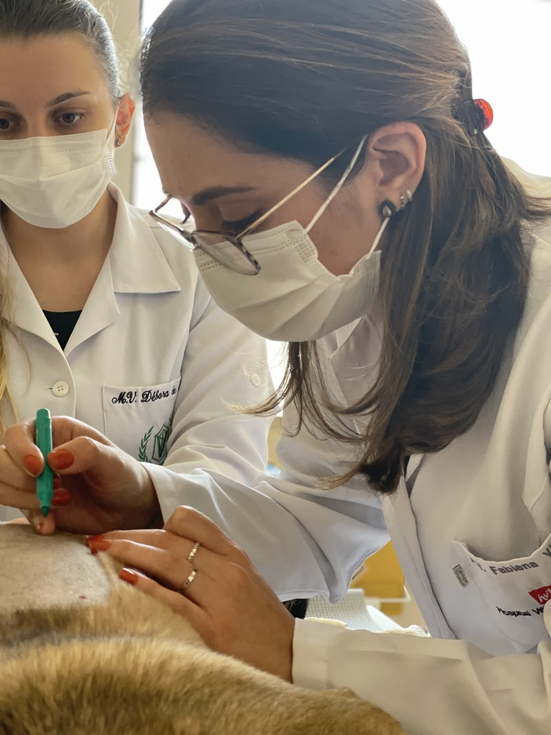 veterinária olhando ferida de pet