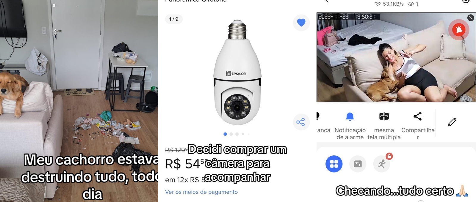 É BBB? Cachorro se irrita com falta de privacidade e toma atitude brusca; assista