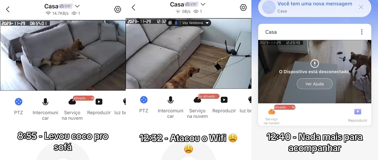 É BBB? Cachorro se irrita com falta de privacidade e toma atitude brusca