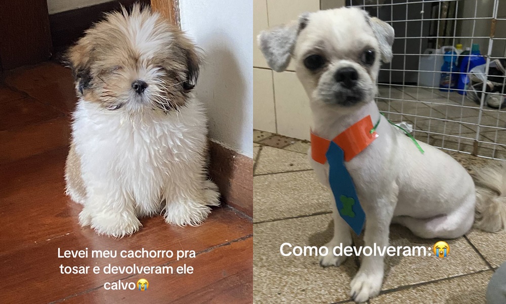 Cachorro vai ao pet shop e sai 'humilhado' e tutora confessa sofrimento; veja transformação