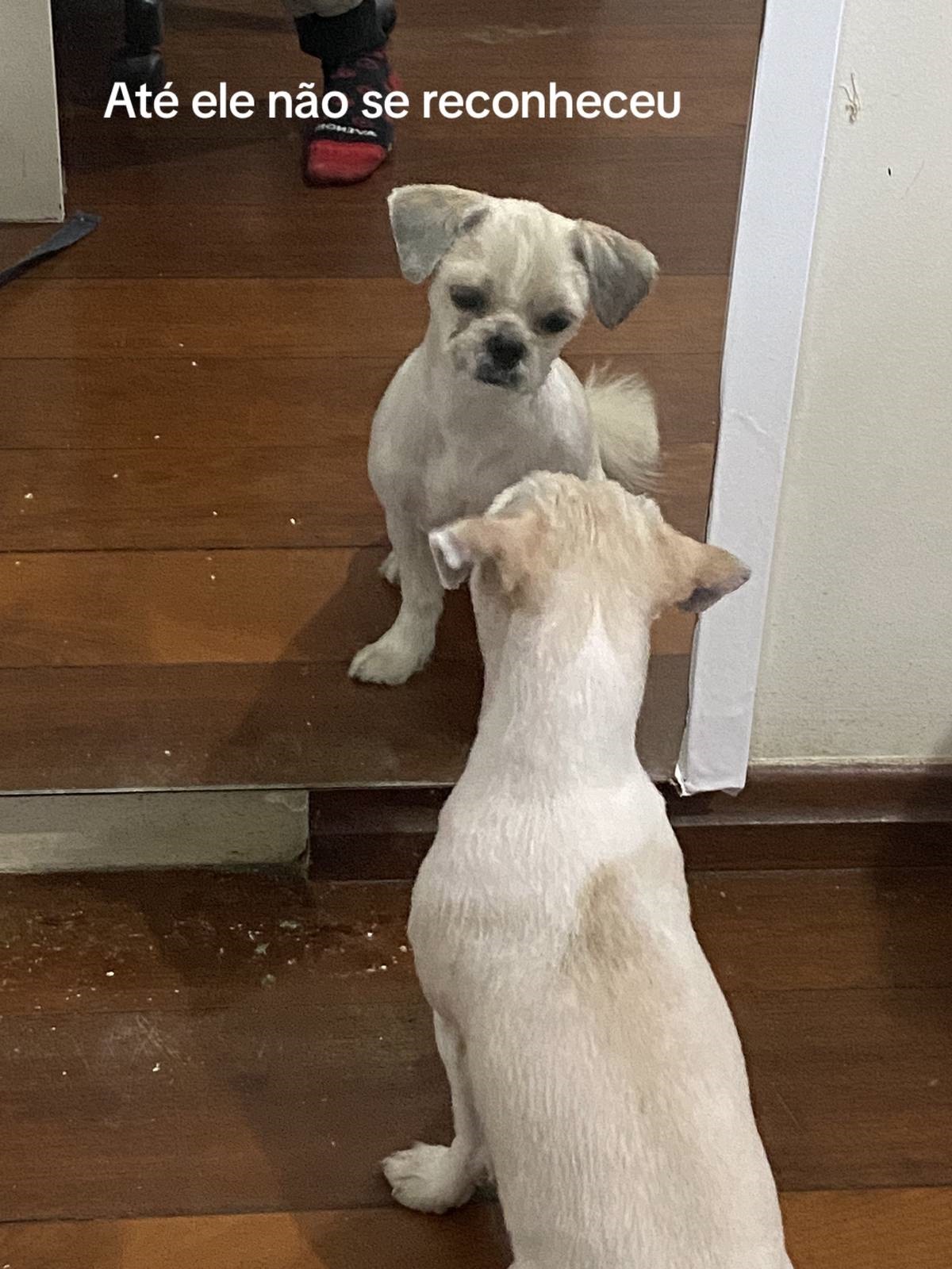 Cachorro vai ao pet shop e sai 'humilhado' e tutora confessa sofrimento
