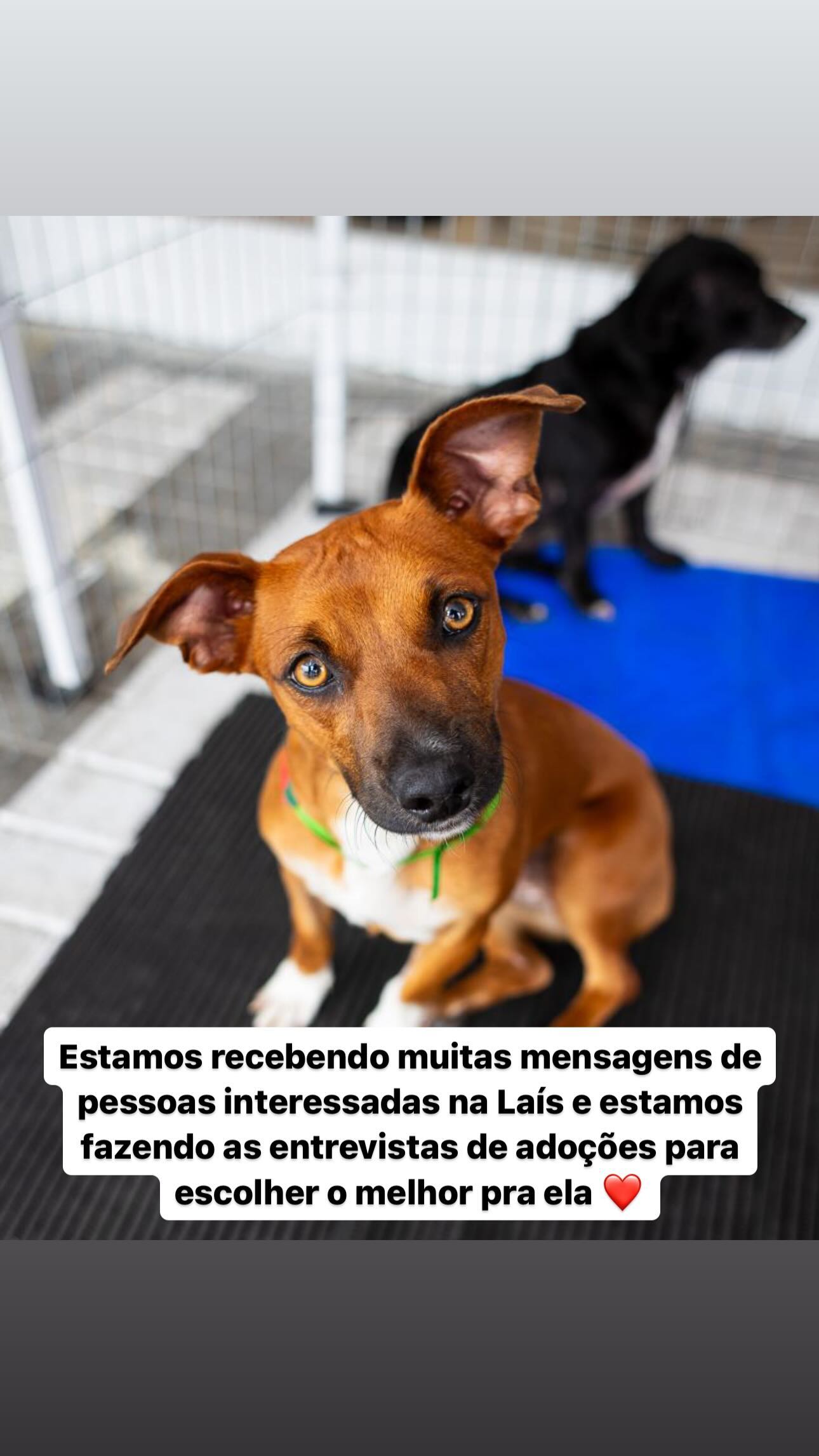 Cadela ignorada em feira de adoção chama atenção de cantor famoso na web: "vem com papai"; assista