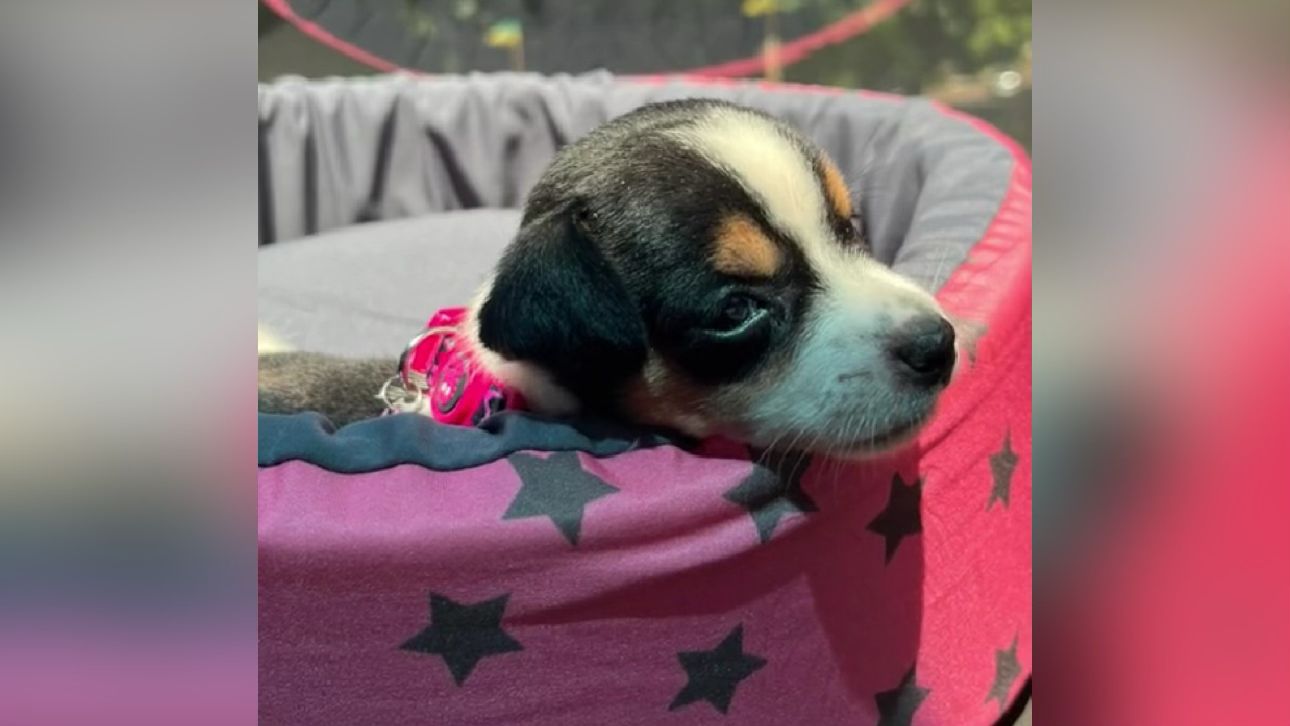 Mulher viaja 400 km para comprar 'pinscher zero', mas cai em golpe; assista