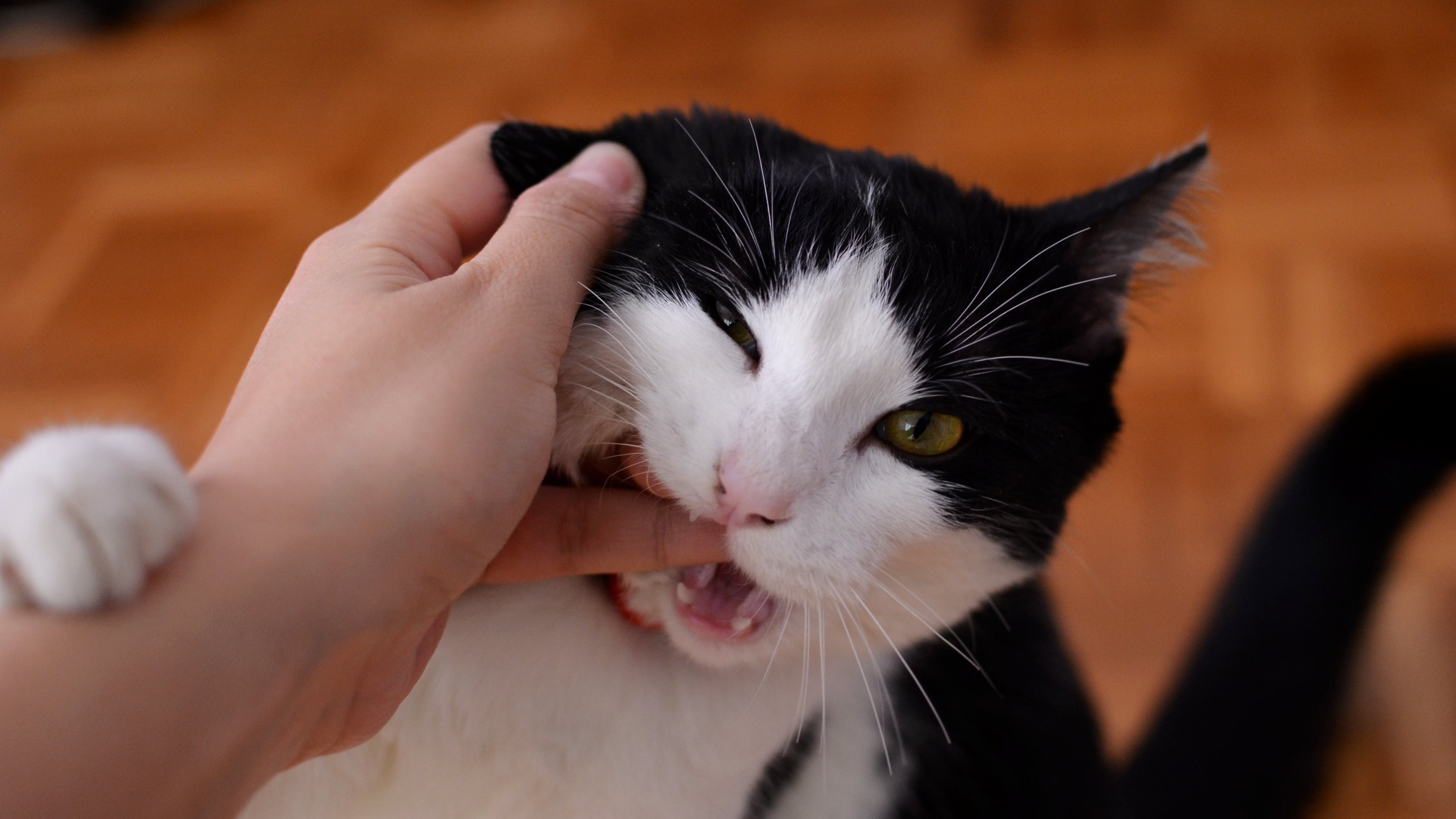 Descubra motivos que levam os gatos a morderem 